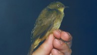 The cream-eyed bulbul (Pycnonotus pseudosimplex) in Lambir Hills National Park, Miri Division, Sarawak, Malaysia. Image credit: John C. Mittermeier / Shakya et al, doi: 10.25226/bboc.v139i1.2019.a3.