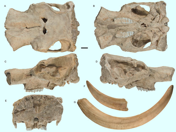 The Pacific mastodon (Mammut pacificus), holotype skull and tusks; a skull in: (A) dorsal, (B) ventral, (C) left lateral, (D) right lateral, (E) posterior, (F) distal end of left tusk (I1), lateral, and (G) right tusk (I1), lateral view; (A-E) images of a resin cast of the holotype skull on exhibit at the Western Science Center. Scale bar - 10 cm. Image credit: A.C. Dooley Jr et al, doi: 10.7717/peerj.6614.