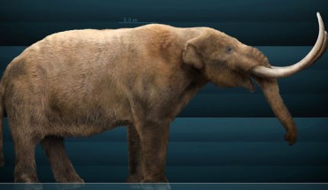 Reconstruction of the American mastodon (Mammut americanum). Image credit: Sergio De la Rosa Martinez / CC BY-SA 3.0.