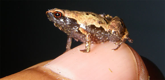 Mini mum in Manombo Special Reserve, lateral view on a thumbnail. Image credit: Scherz et al, doi: 10.1371/journal.pone.0213314.