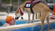 Epileptic patients release a particular smell during a seizure and dogs can be trained to detect it. Image credit: Skeeze.
