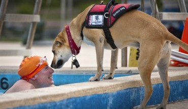 Epileptic patients release a particular smell during a seizure and dogs can be trained to detect it. Image credit: Skeeze.