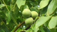 Members of the genus Juglans are wind-pollinated trees in the family Juglandaceae.
