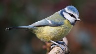 The Eurasian blue tit (Cyanistes caeruleus). Image credit: Francis Franklin / CC BY-SA 4.0.