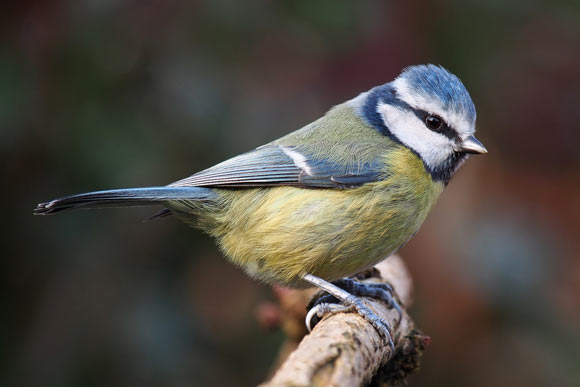 The Eurasian blue tit (Cyanistes caeruleus). Image credit: Francis Franklin / CC BY-SA 4.0.