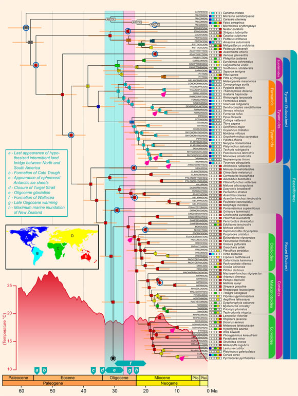 Family-level phylogenetic relationships in passerines reconciled from concatenation and coalescent analyses (connects to the top of the image below). Image credit: Oliveros et al, doi: 10.1073/pnas.1813206116.