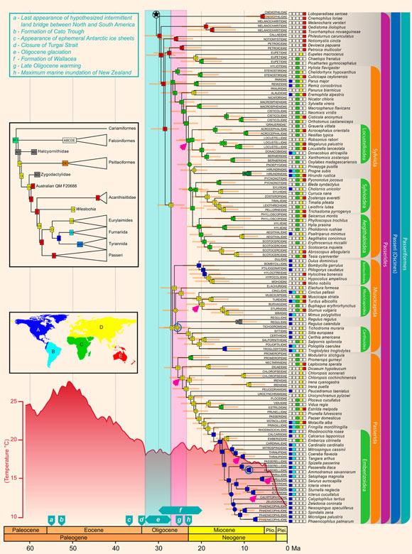 Family-level phylogenetic relationships in passerines reconciled from concatenation and coalescent analyses (connects to the bottom of the image above). Image credit: Oliveros et al, doi: 10.1073/pnas.1813206116.
