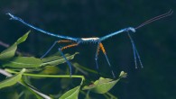 Achrioptera manga, an adult male from Foret d’Orangea, Madagascar. Image credit: Glaw et al, doi: 10.3389/fevo.2019.00105.
