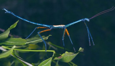 Achrioptera manga, an adult male from Foret d’Orangea, Madagascar. Image credit: Glaw et al, doi: 10.3389/fevo.2019.00105.