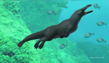 Peregocetus pacificus. Image credit: A. Gennari.