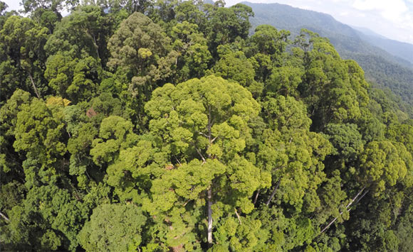 A drone’s view of ‘Menara.’ Image credit: Alexander Shenkin / University of Oxford.