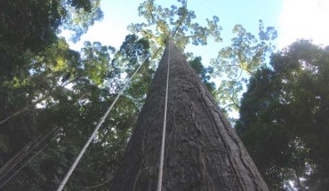 The view from the bottom of ‘Menara.’ Image credit: Unding Jami / University of Oxford.