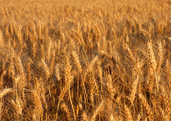 Durum wheat (Triticum turgidum ssp. durum). Image credit: Christine Dautin.