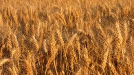 Durum wheat (Triticum turgidum ssp. durum). Image credit: Christine Dautin.
