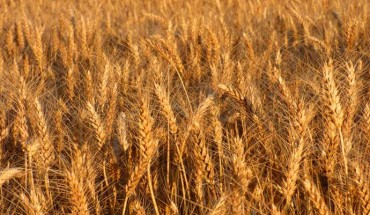 Durum wheat (Triticum turgidum ssp. durum). Image credit: Christine Dautin.