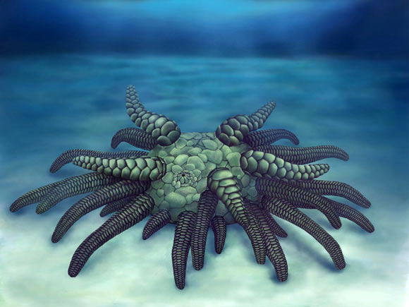 Reconstruction of Sollasina cthulhu. Image credit: Elissa Martin, Division of Invertebrate Paleontology, Yale Peabody Museum of Natural History.
