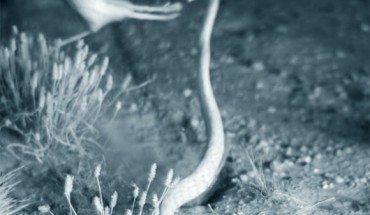 A desert kangaroo rat (Dipodomys deserti) defensively kicking away a sidewinder rattlesnake (Crotalus cerastes) in mid-air. Image credit: Freymiller et al, doi: 10.1093/biolinnean/blz027.