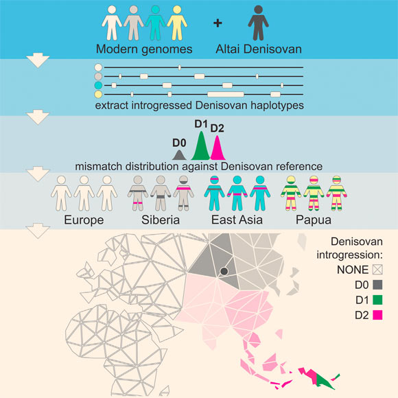 Genome sequences from Island Southeast Asia suggest two independent Denisovan lineages, distinct from the Altai Denisovan, that have contributed to modern Papuan genomes, with one group potentially present east of the Wallace Line and thus capable of crossing geographical barriers. Image credit: Jacobs et al, doi: 10.1016/j.cell.2019.02.035.