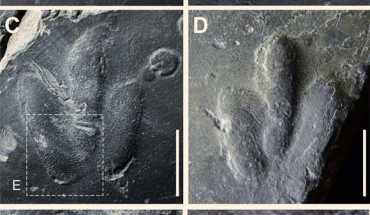 Minisauripus: natural impression (A) and cast (B) of track TL 2 showing area enlarged in frame F; note skin traces in hypex area between digits II and III; (C) natural cast of track TR1, showing area enlarged in frame E; note narrow, digit II intersecting raindrop impressions; (D) isolated track t; note skin traces in hypex area between digits II and III; E and F details of skin trace ornament in 2.0 x 2.0 mm areas of digits IV and II respectively from tracks TL2 and TR1; casts show in frames B-F are essentially replicas of the living foot. Image credit: Kim et al, doi: 10.1038/s41598-019-38633-4.