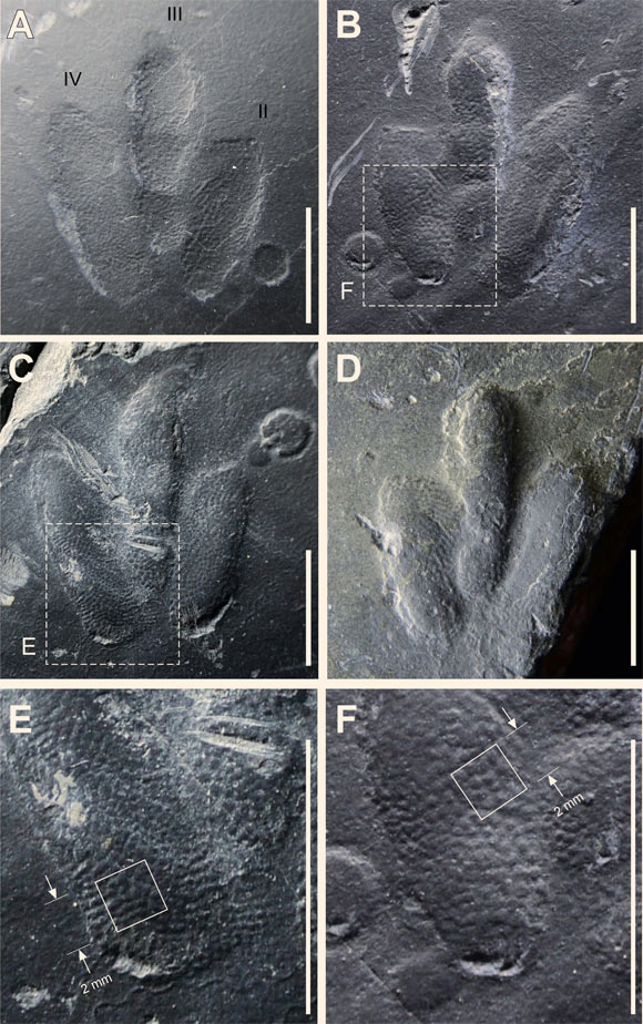 Minisauripus: natural impression (A) and cast (B) of track TL 2 showing area enlarged in frame F; note skin traces in hypex area between digits II and III; (C) natural cast of track TR1, showing area enlarged in frame E; note narrow, digit II intersecting raindrop impressions; (D) isolated track t; note skin traces in hypex area between digits II and III; E and F details of skin trace ornament in 2.0 x 2.0 mm areas of digits IV and II respectively from tracks TL2 and TR1; casts show in frames B-F are essentially replicas of the living foot. Image credit: Kim et al, doi: 10.1038/s41598-019-38633-4.