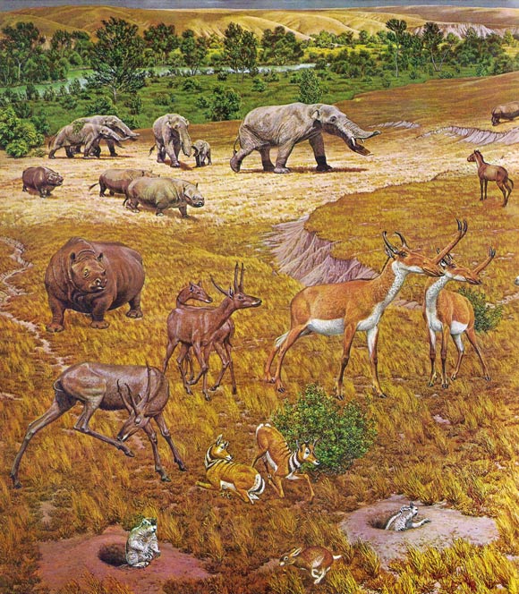 An artist’s interpretation of ancient North American fauna. The new study revealed that elephant-like gomphotheres, rhinos, horses and antelopes with slingshot-shaped horns were among the species recovered near Beeville, Texas, by Great Depression-era fossil hunters. Image credit: Jay Matternes / Smithsonian Institution.