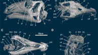 Skull and mandible of Gobihadros mongoliensis in left lateral (A), dorsal (B), ventral (C), and posterior (D) views. Abbreviations: an - angular, ar - articular, at - atlas, atr - atlantal rib, ax - axis, boc - basioccipital, bsp - basisphenoid, cop - coronoid process, c3 - 3rd cervical vertebra, d - dentary, exo - exoccipital, f - frontal, gl - glenoid for the lateral quadrate condyle, hy - hyoid, j - jugal, l - lacrimal, mx - maxilla, n - nasal, p - parietal, pa - palpebral, pat - proatlas, pd - predentary, pf - prefrontal, pl - palatine, pm - premaxilla, po - postorbital, poc - paroccipital process, pt - pterygoid, q - quadrate, qj - quadratojugal, rap - retroarticular process, s - surangular, scl - sclerotic ring, soc - supraoccipital, sq - squamosal, v - vomer. Image credit: Tsogtbaatar et al, doi: 10.1371/journal.pone.0208480.