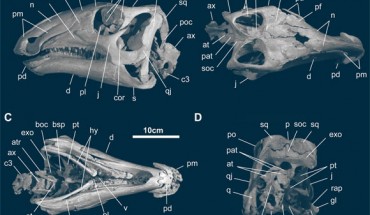 Skull and mandible of Gobihadros mongoliensis in left lateral (A), dorsal (B), ventral (C), and posterior (D) views. Abbreviations: an - angular, ar - articular, at - atlas, atr - atlantal rib, ax - axis, boc - basioccipital, bsp - basisphenoid, cop - coronoid process, c3 - 3rd cervical vertebra, d - dentary, exo - exoccipital, f - frontal, gl - glenoid for the lateral quadrate condyle, hy - hyoid, j - jugal, l - lacrimal, mx - maxilla, n - nasal, p - parietal, pa - palpebral, pat - proatlas, pd - predentary, pf - prefrontal, pl - palatine, pm - premaxilla, po - postorbital, poc - paroccipital process, pt - pterygoid, q - quadrate, qj - quadratojugal, rap - retroarticular process, s - surangular, scl - sclerotic ring, soc - supraoccipital, sq - squamosal, v - vomer. Image credit: Tsogtbaatar et al, doi: 10.1371/journal.pone.0208480.