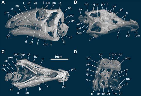 Skull and mandible of Gobihadros mongoliensis in left lateral (A), dorsal (B), ventral (C), and posterior (D) views. Abbreviations: an - angular, ar - articular, at - atlas, atr - atlantal rib, ax - axis, boc - basioccipital, bsp - basisphenoid, cop - coronoid process, c3 - 3rd cervical vertebra, d - dentary, exo - exoccipital, f - frontal, gl - glenoid for the lateral quadrate condyle, hy - hyoid, j - jugal, l - lacrimal, mx - maxilla, n - nasal, p - parietal, pa - palpebral, pat - proatlas, pd - predentary, pf - prefrontal, pl - palatine, pm - premaxilla, po - postorbital, poc - paroccipital process, pt - pterygoid, q - quadrate, qj - quadratojugal, rap - retroarticular process, s - surangular, scl - sclerotic ring, soc - supraoccipital, sq - squamosal, v - vomer. Image credit: Tsogtbaatar et al, doi: 10.1371/journal.pone.0208480.