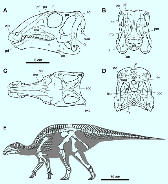 Skull of Gobihadros mongoliensis in left lateral (A), anterior (B), dorsal (C), and posterior (D) views. Schematic reconstruction of the skeleton of Gobihadros mongoliensis (E) in lateral view. Abbreviations: an - angular, boc - basioccipital, bsp - basisphenoid, d - dentary, exo - exoccipital, f - frontal, fm - foramen magnum, hy - hyoid, j - jugal, l - lacrimal, mx - maxilla, n - nasal, p - parietal, pa - palpebral, pd - predentary, pf - prefrontal, pm - premaxilla, po - postorbital, pt - pterygoid, q - quadrate, qj - quadratojugal, s - surangular, soc - supraoccipital, sq - squamosal. Image credit: Tsogtbaatar et al, doi: 10.1371/journal.pone.0208480.