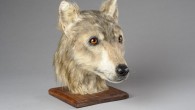 A 3D model created from a dog skull discovered at Cuween Hill chambered cairn, Orkney, Scotland. Image credit: Historic Environment Scotland.