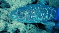 A coelacanth. Image credit: Laurent Ballesta, Gombessa expeditions, Andromede Oceanology Lt.