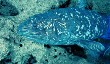 A coelacanth. Image credit: Laurent Ballesta, Gombessa expeditions, Andromede Oceanology Lt.