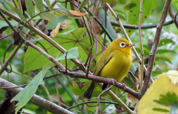 The Wakatobi white-eye. Image credit: Seán Kelly.