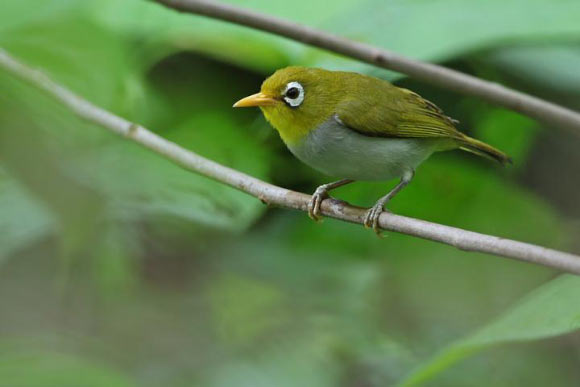 The Wangi-wangi white-eye. Image credit: James Eaton.