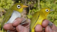 The Wakatobi white-eye and the Wangi-wangi white-eye. Image credit: Nicola Marples / David Kelly.