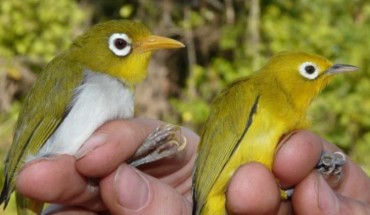 The Wakatobi white-eye and the Wangi-wangi white-eye. Image credit: Nicola Marples / David Kelly.