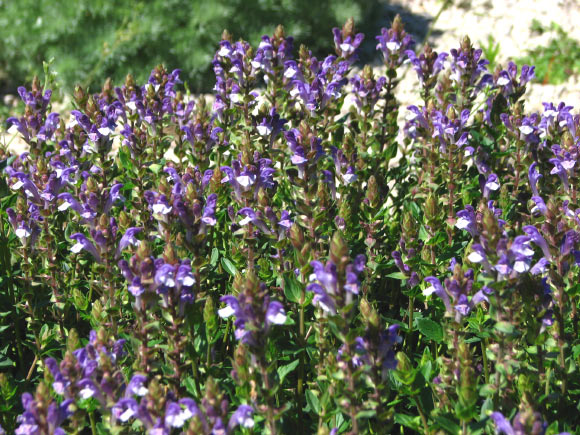 The Chinese skullcap (Scutellaria baicalensis). Image credit: Andrey Korzun / CC BY-SA 3.0.