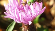 The bicolored striped-sweat bee (Agapostemon virescens), a male, on spotted knapweed in the Rutgers-owned Hutcheson Memorial Forest in Franklin Township, Somerset County. Image credit: Michael Roswell / Rutgers University-New Brunswick.