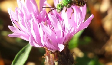 The bicolored striped-sweat bee (Agapostemon virescens), a male, on spotted knapweed in the Rutgers-owned Hutcheson Memorial Forest in Franklin Township, Somerset County. Image credit: Michael Roswell / Rutgers University-New Brunswick.