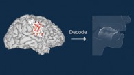 A brain-machine interface created Anumanchipalli et al can generate natural-sounding synthetic speech by using brain activity to control a virtual vocal tract. Image credit: University of California San Francisco.