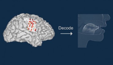 A brain-machine interface created Anumanchipalli et al can generate natural-sounding synthetic speech by using brain activity to control a virtual vocal tract. Image credit: University of California San Francisco.