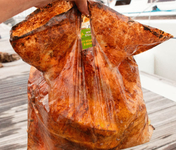 A carrier bag labeled as biodegradable after three years in the marine environment. Image credit: Napper & Thompson, doi: 10.1021/acs.est.8b06984.