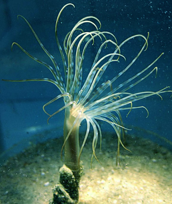 Isarachnanthus nocturnes. Image credit: Stampar et al, doi: 10.1038/s41598-019-42621-z.