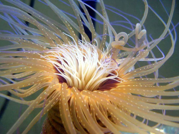 Pachycerianthus magnus. Image credit: Stampar et al, doi: 10.1038/s41598-019-42621-z.