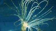 Isarachnanthus nocturnes. Image credit: Stampar et al, doi: 10.1038/s41598-019-42621-z.