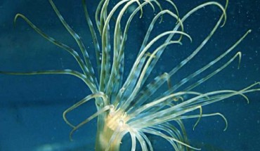 Isarachnanthus nocturnes. Image credit: Stampar et al, doi: 10.1038/s41598-019-42621-z.