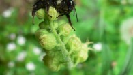 The black-tailed bumblebee (Bombus melanopygus). Image credit: Walter Siegmund.