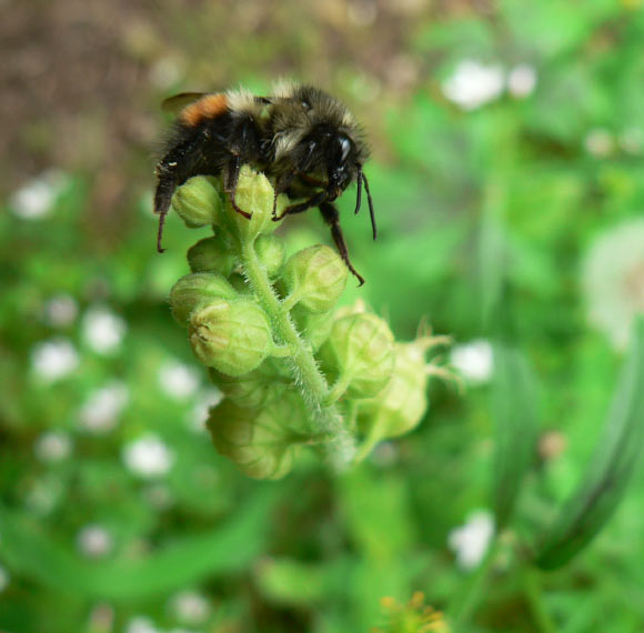 The black-tailed bumblebee (Bombus melanopygus). Image credit: Walter Siegmund.