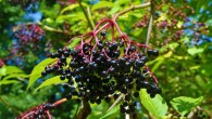 Compounds from elderberries can directly inhibit the influenza virus’ entry and replication in human cells, and can help strengthen a person’s immune response to the virus. Image credit: Anemone123.
