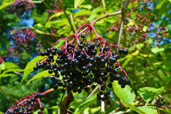 Compounds from elderberries can directly inhibit the influenza virus’ entry and replication in human cells, and can help strengthen a person’s immune response to the virus. Image credit: Anemone123.